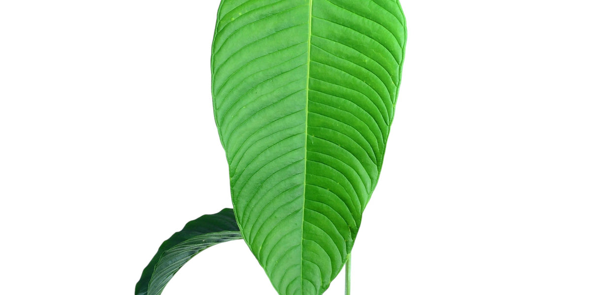 Anthurium lineolatum