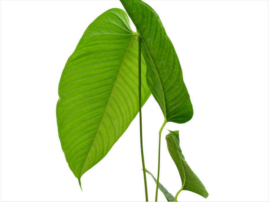 Anthurium lineolatum 'Esmeralda'