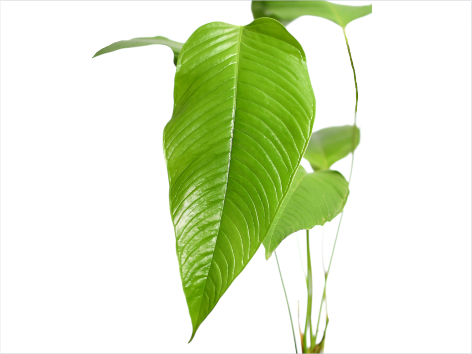 anthurium lineolatum Anthurium lineolatum