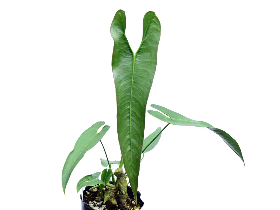 Anthurium longissimilobum