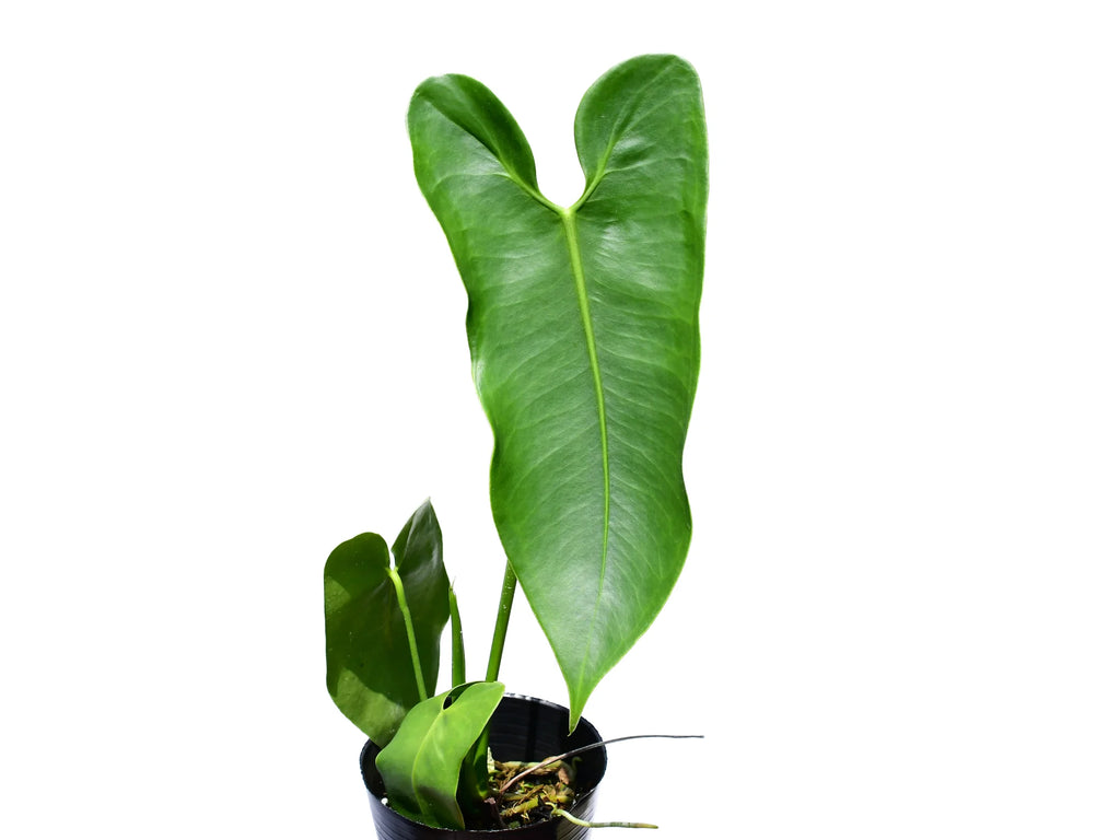 185 longissimilobum ロンギッシミロバム グアイジミ Anthurium_longissimilobum_Guay