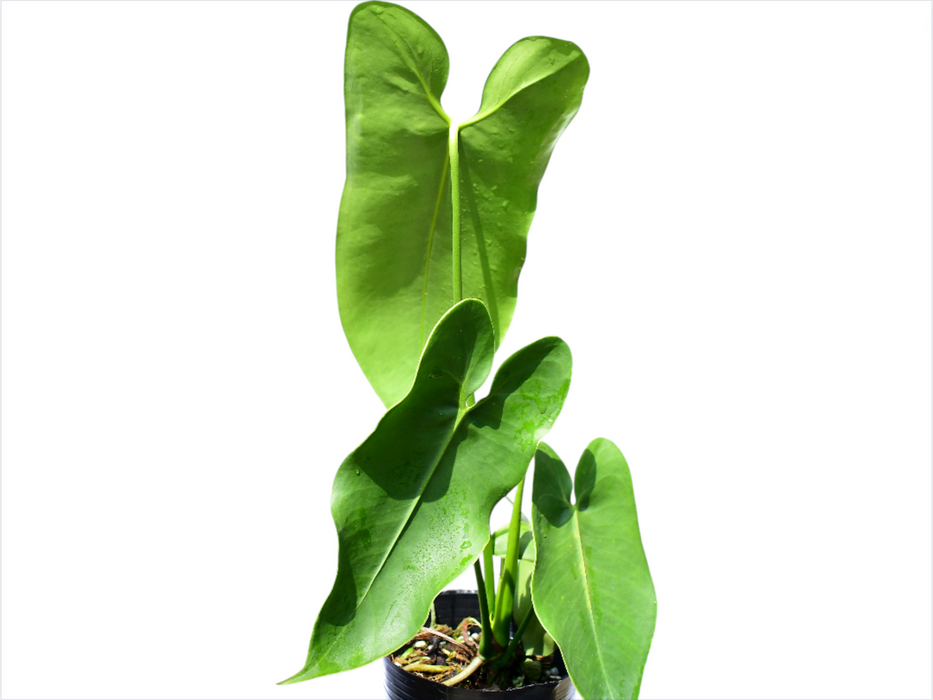 Anthurium longissimilobum 'Guayzimi' - Elongated Heart Leaves Anthurium longissimilobum 'Guayzimi' - Elongated Heart Leaves