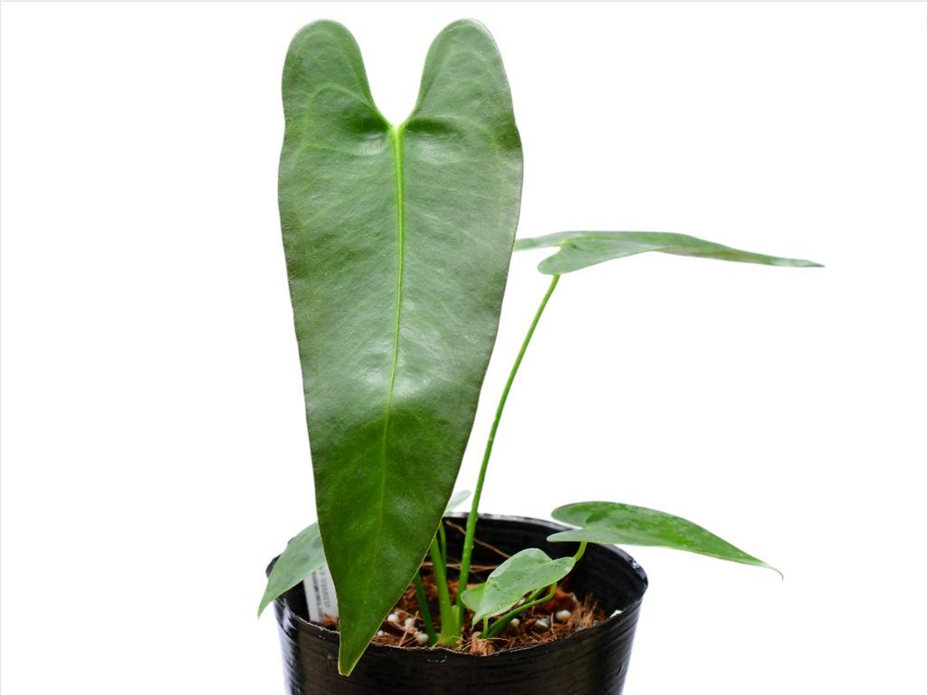 anthurium longipeltatum Anthurium longissimilobum (seedling) — Ecuagenera USA Corp