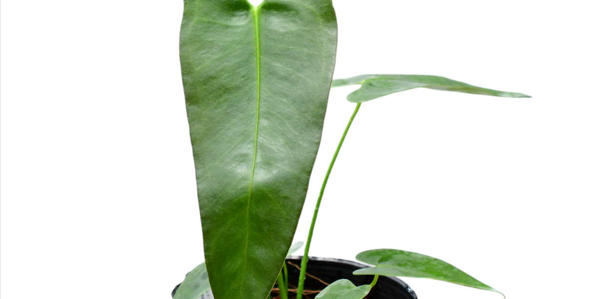 Anthurium longissimilobum (seedling) — Ecuagenera USA Corp