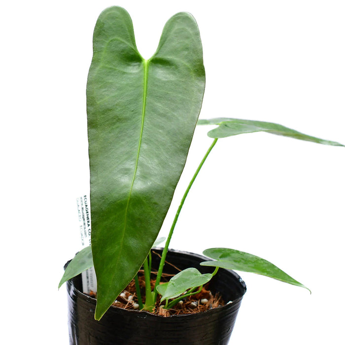 Anthurium longissimilobum (seedling)
