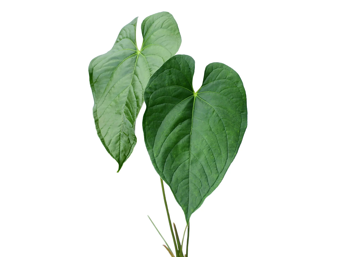anthurium longistrorsum Anthurium longistrorsum