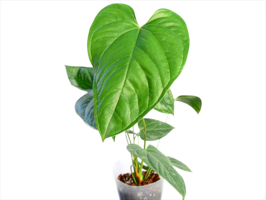 anthurium longistipitatum Anthurium longistrorsum cf — Ecuagenera USA Corp