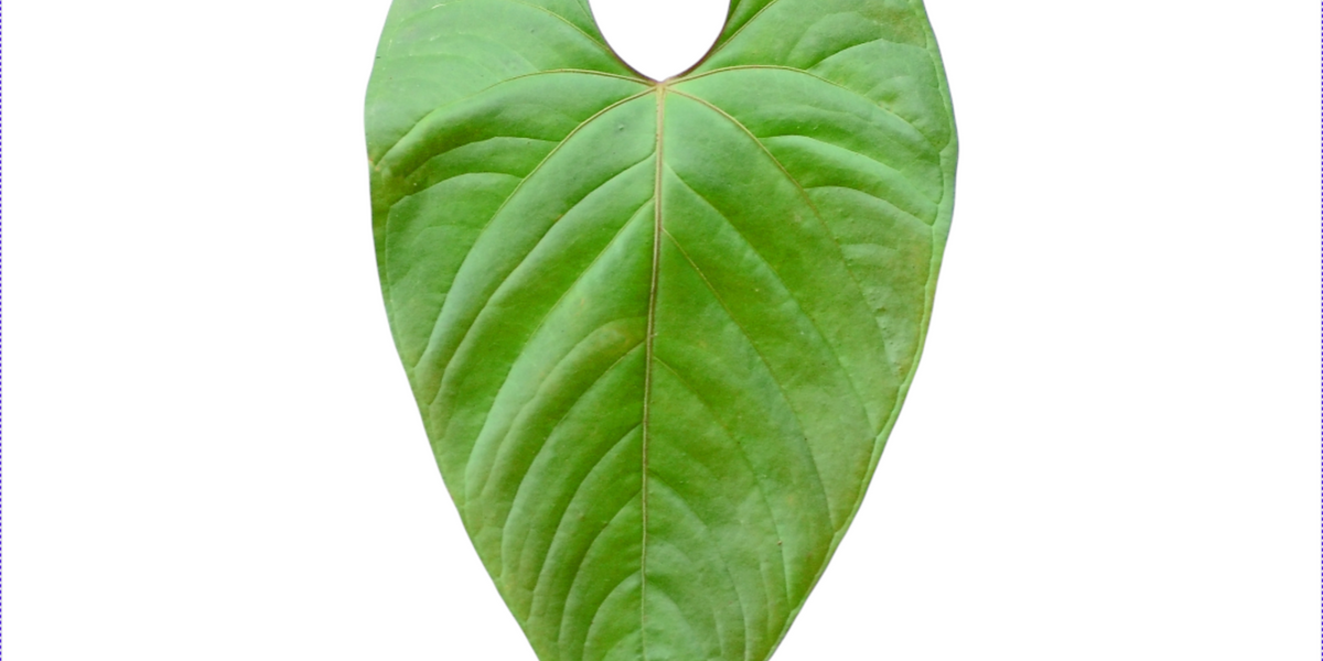 Anthurium longistrorsum cf  Ecuagenera USA Corp