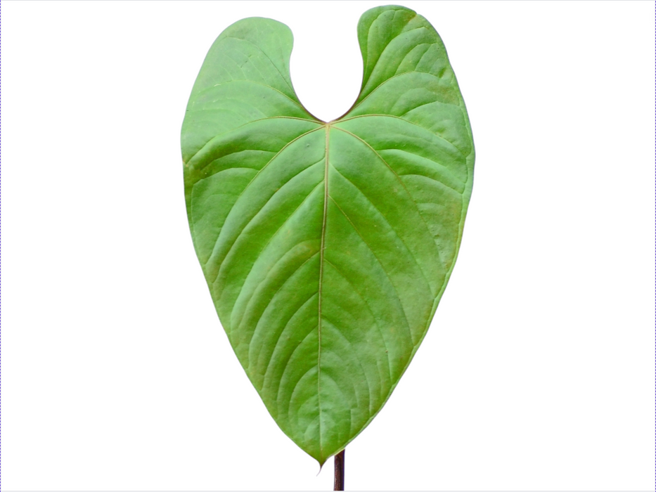 Anthurium longistrorsum cf