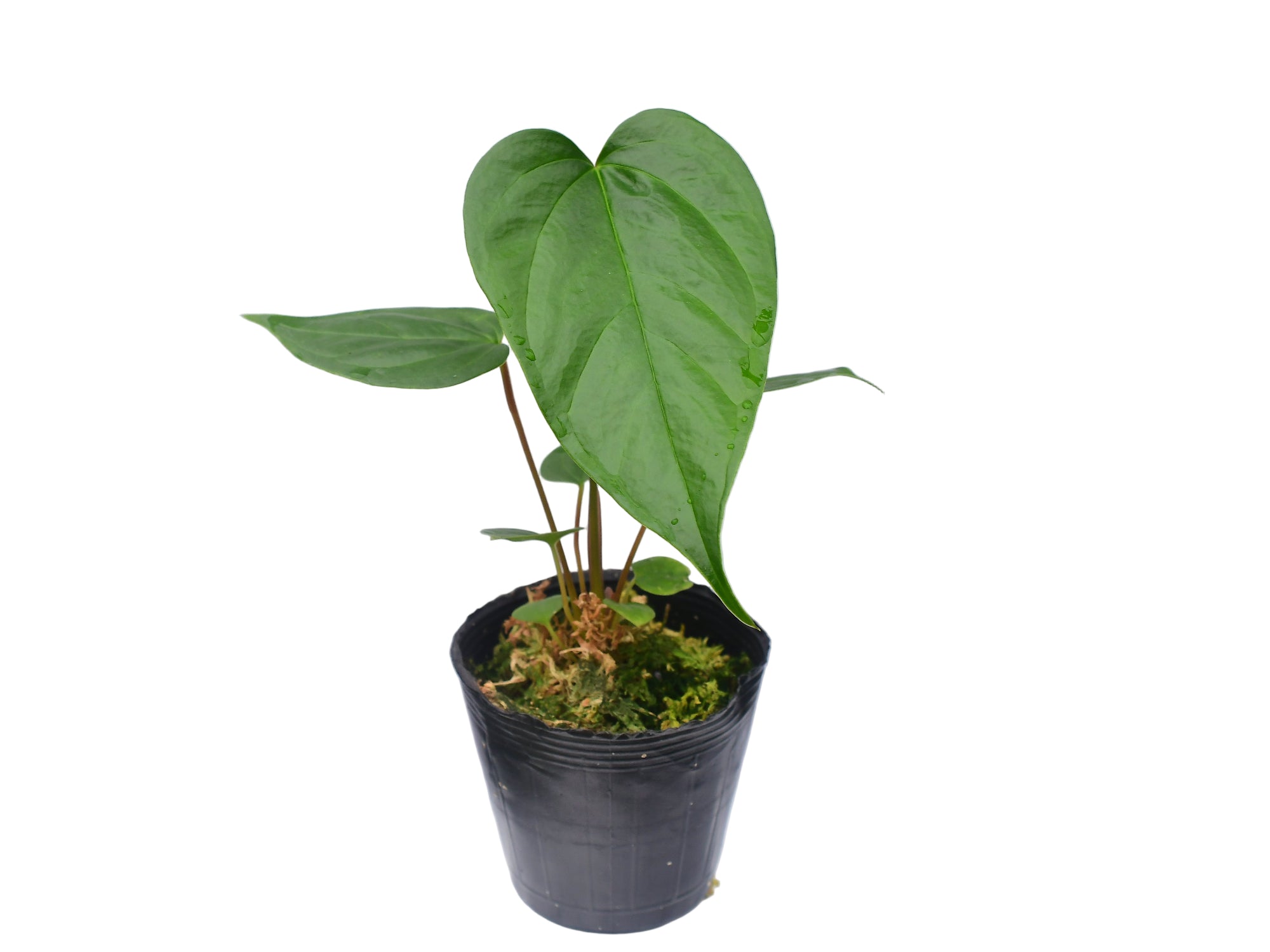 anthurium nanum Anthurium longistrorsum nanum