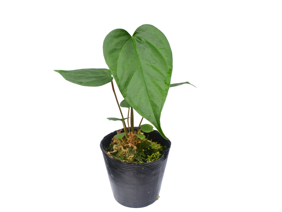 Anthurium longistrorsum namun