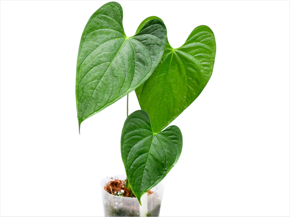 anthurium longifolium Anthurium longistrorsum — Ecuagenera USA Corp