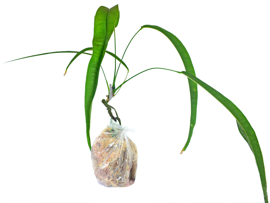 anthurium lutheri Anthurium lutheri