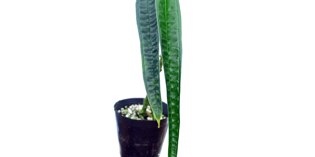 Anthurium lutheri — Ecuagenera USA Corp