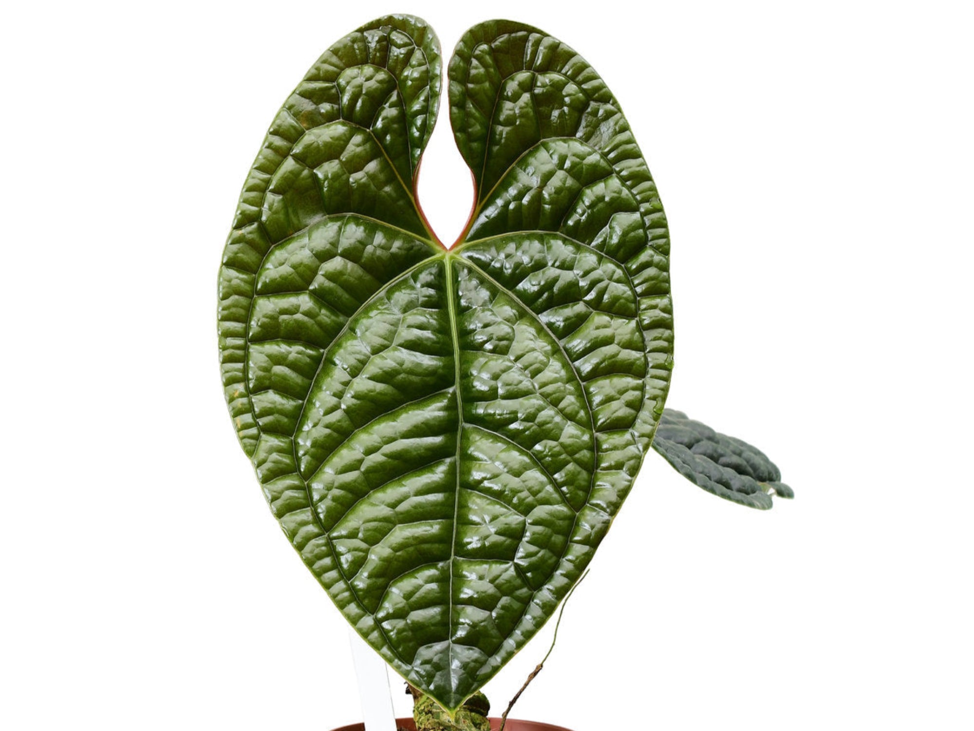 anthurium luxurians seeds Anthurium luxurians — Ecuagenera USA Corp