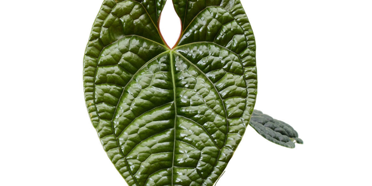 anthurium luxurian Anthurium luxurians — Ecuagenera USA Corp