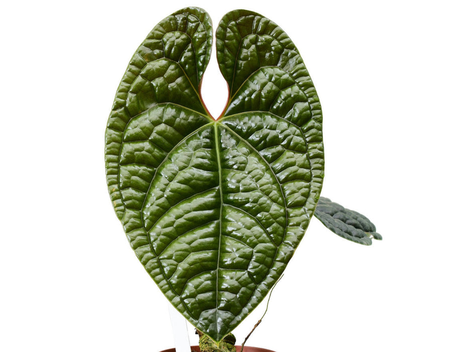 Anthurium luxurians