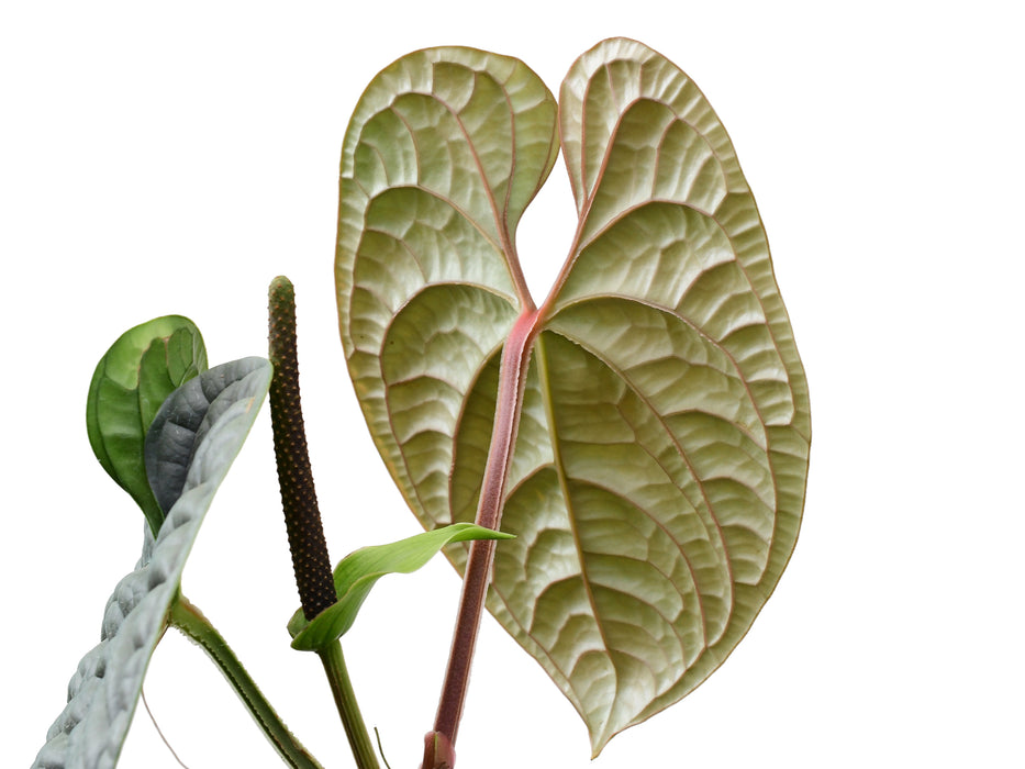 anthurium luxurian Anthurium luxurians — Ecuagenera USA Corp