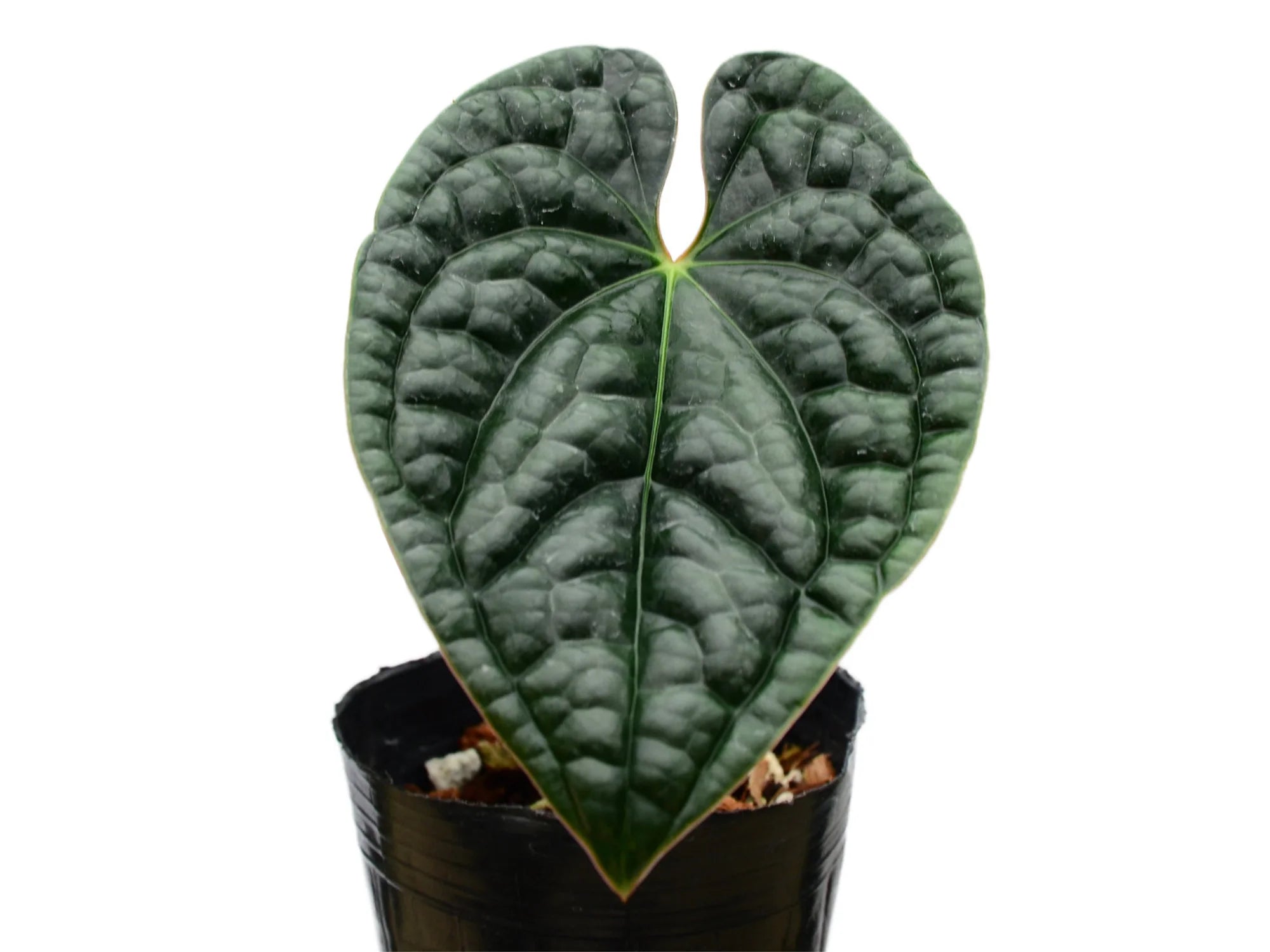 Anthurium luxurians (XS) — Ecuagenera USA Corp