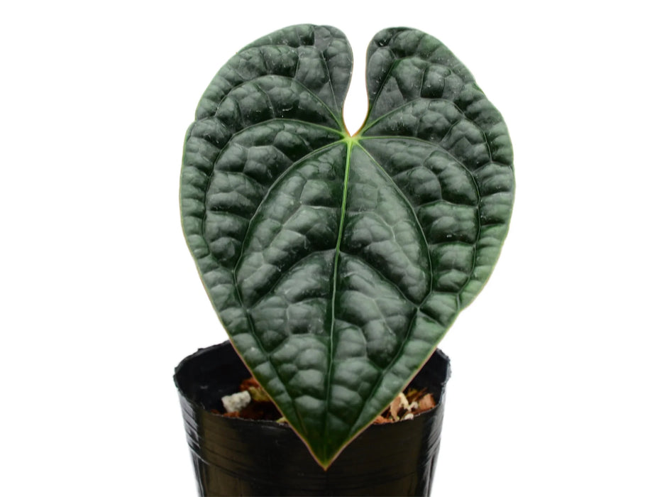 anthurium luxurians petiole Anthurium luxurians (seedling)