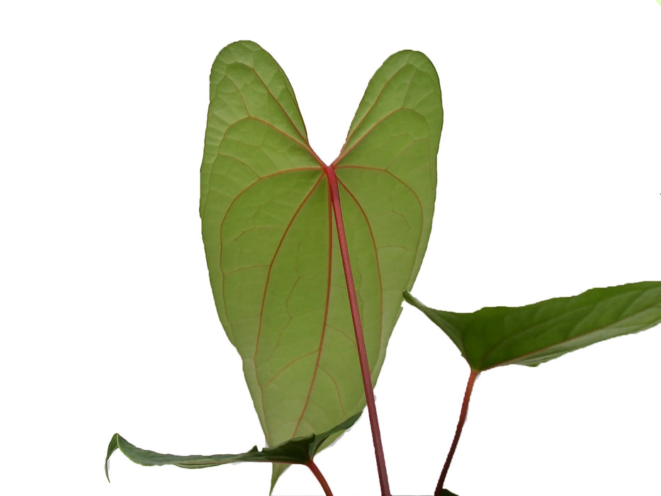 Anthurium Velvet Eclipse