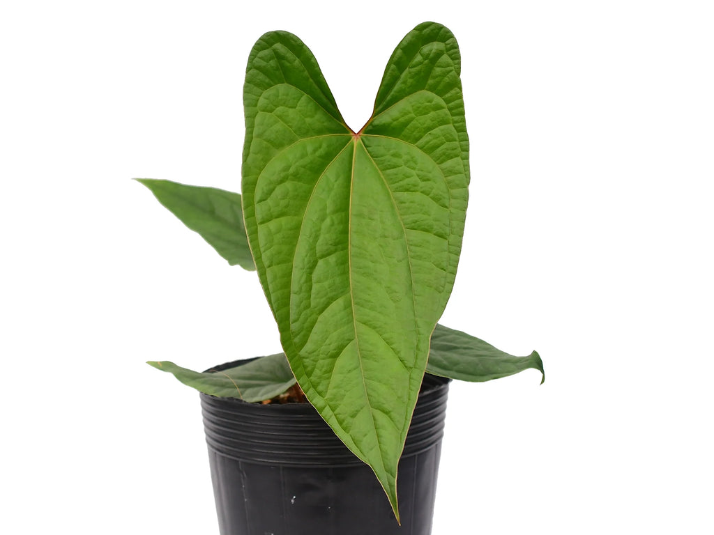 Anthurium_luxurians_x_anthuriu