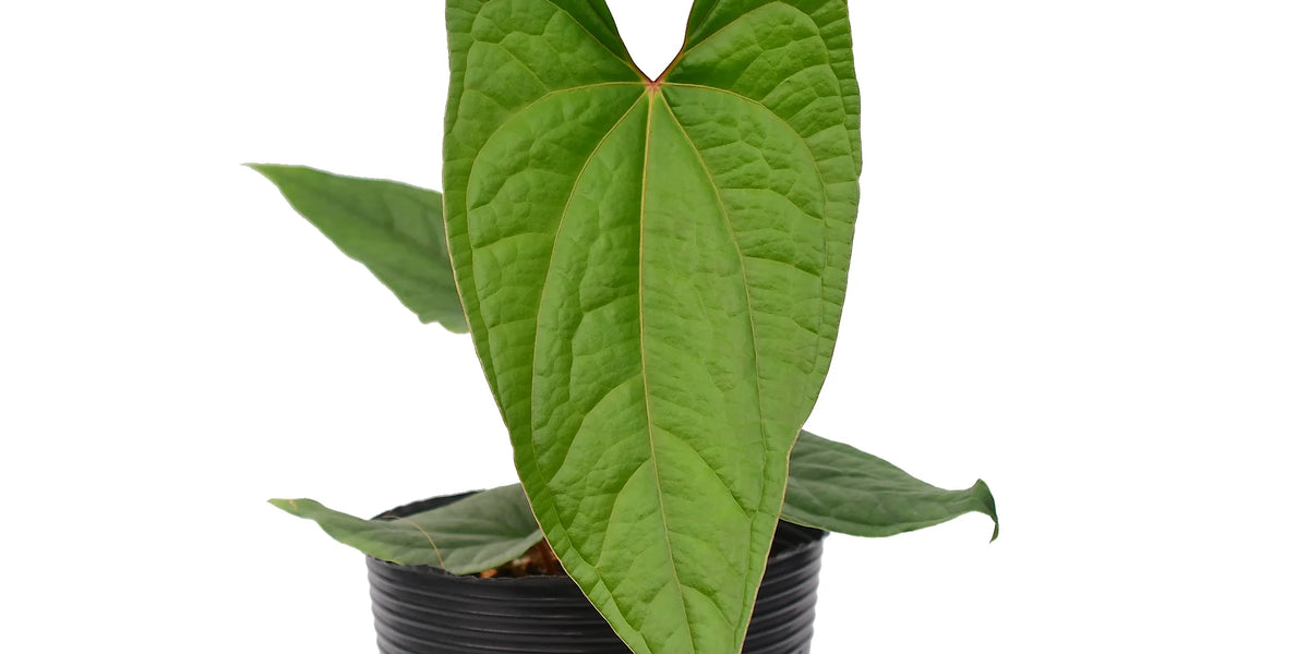 Anthurium Velvet Eclipse — Ecuagenera USA Corp