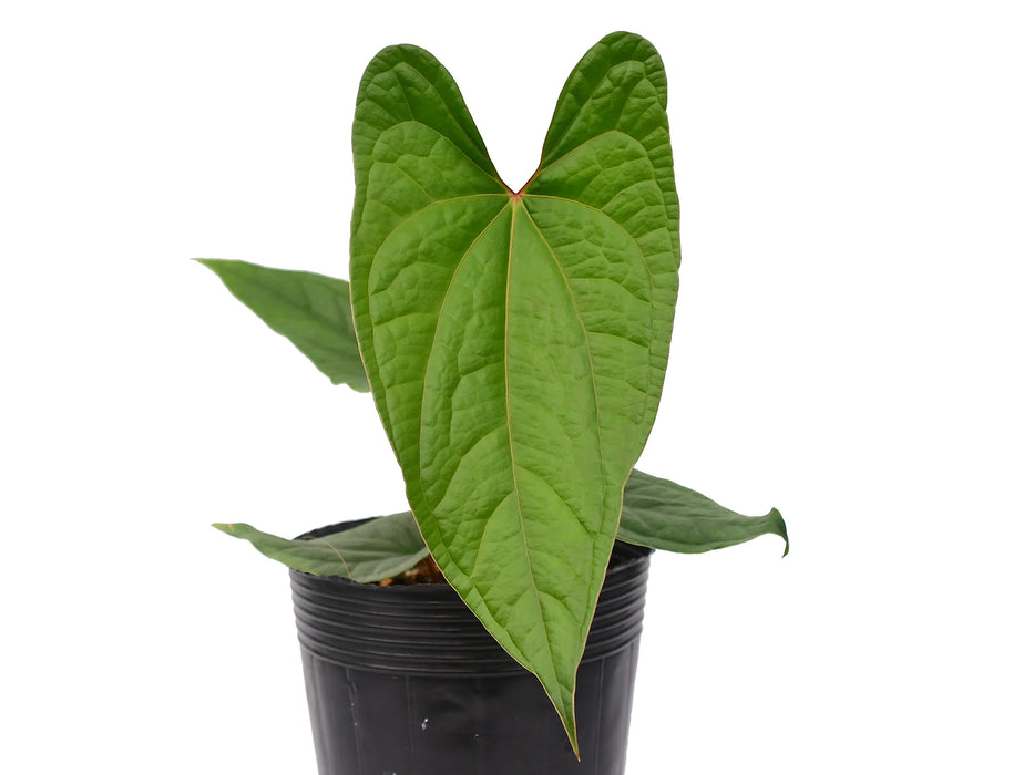 anthurium luxurians hybrid Anthurium Velvet Eclipse — Ecuagenera USA Corp