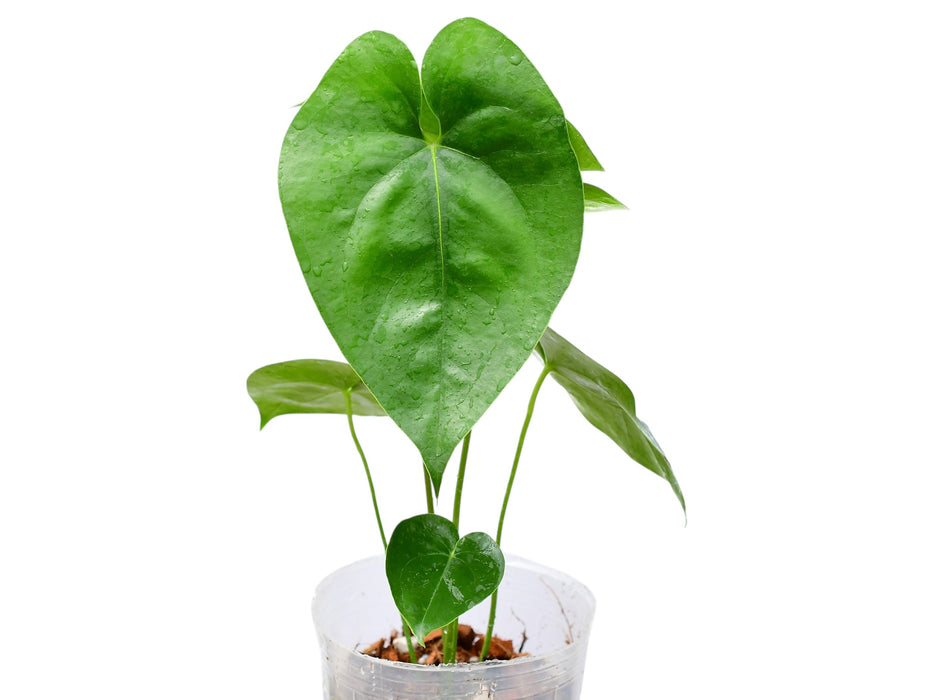 Anthurium macdanielii cf
