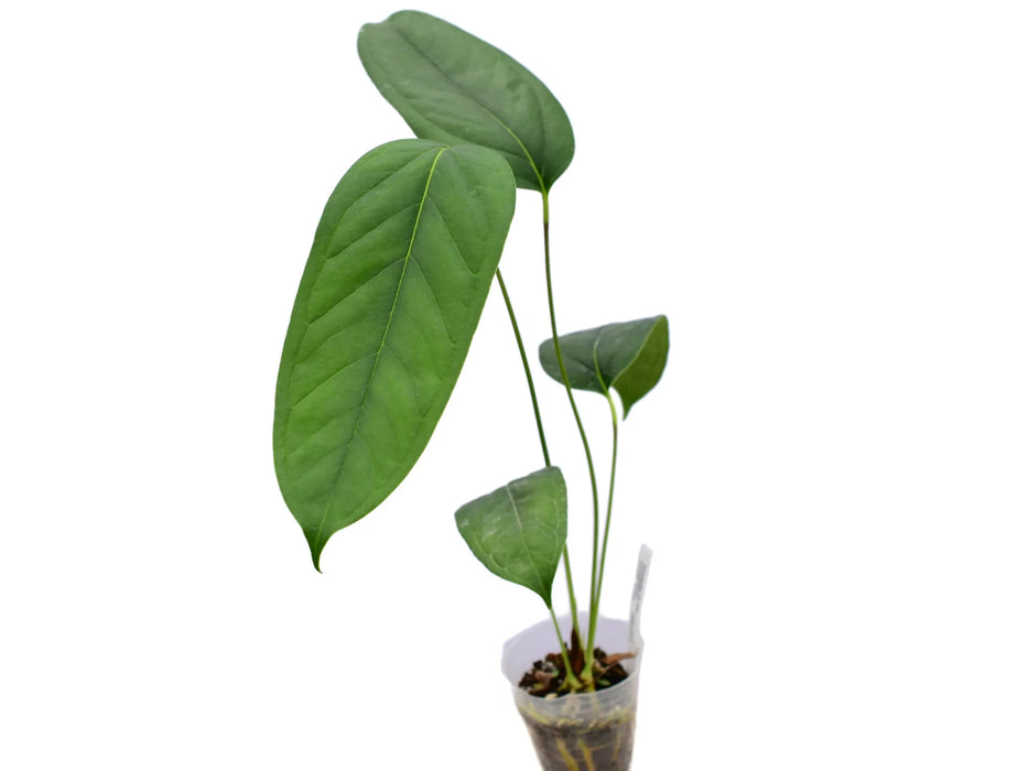 mac anthurium Anthurium maculosum