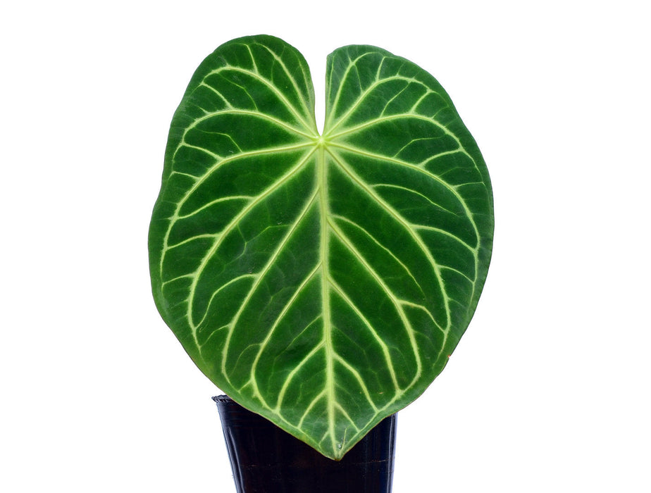 anthurium magnificum buy Anthurium magnificum