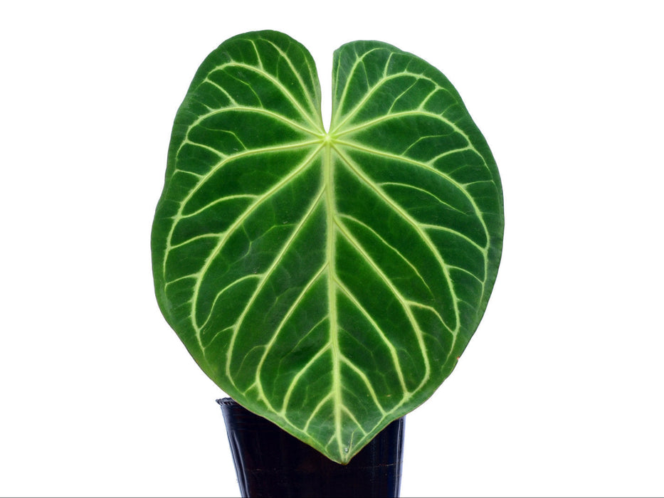 Anthurium magnificum