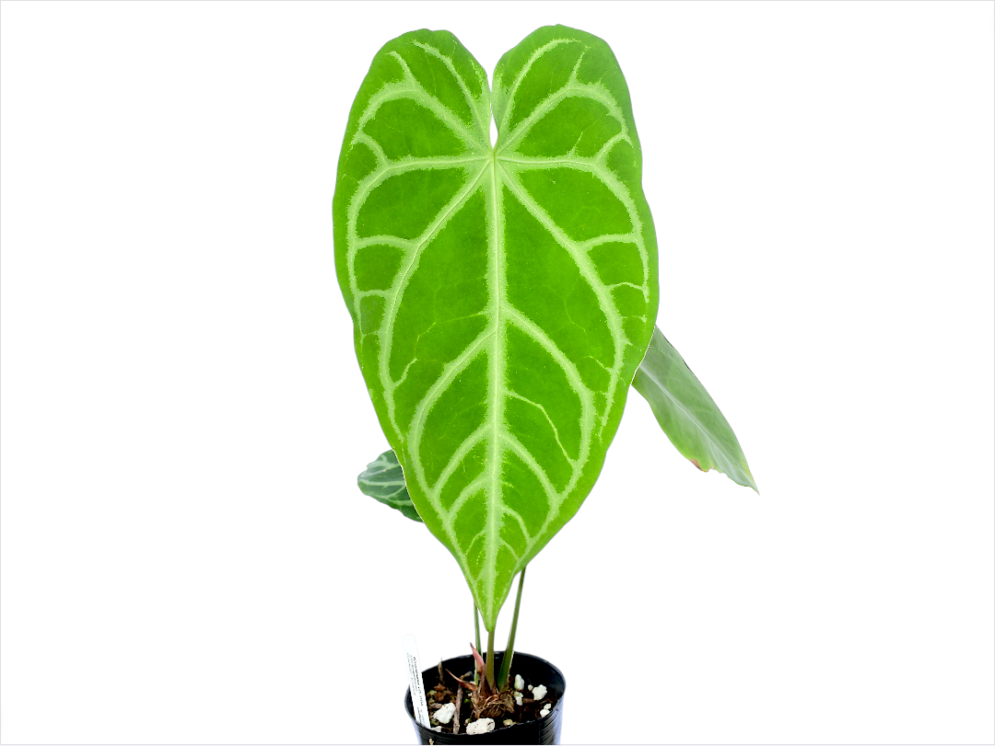 Anthurium magnificum Silver — Ecuagenera USA Corp