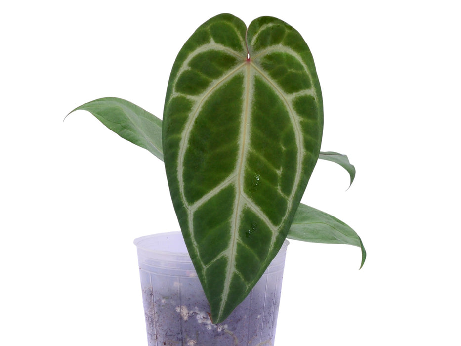 Anthurium magnificum 'Silver' x (Anth. Dr. Block F2 x Anth. NSE Red Crystal)