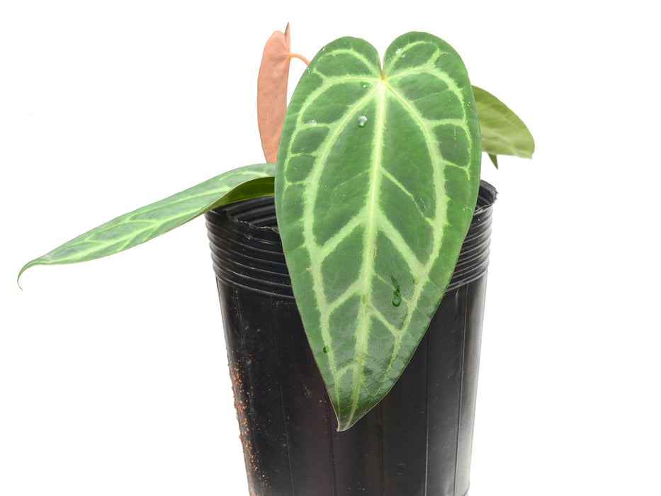 Anthurium magnificum Silver x Anthurium carlablackiae