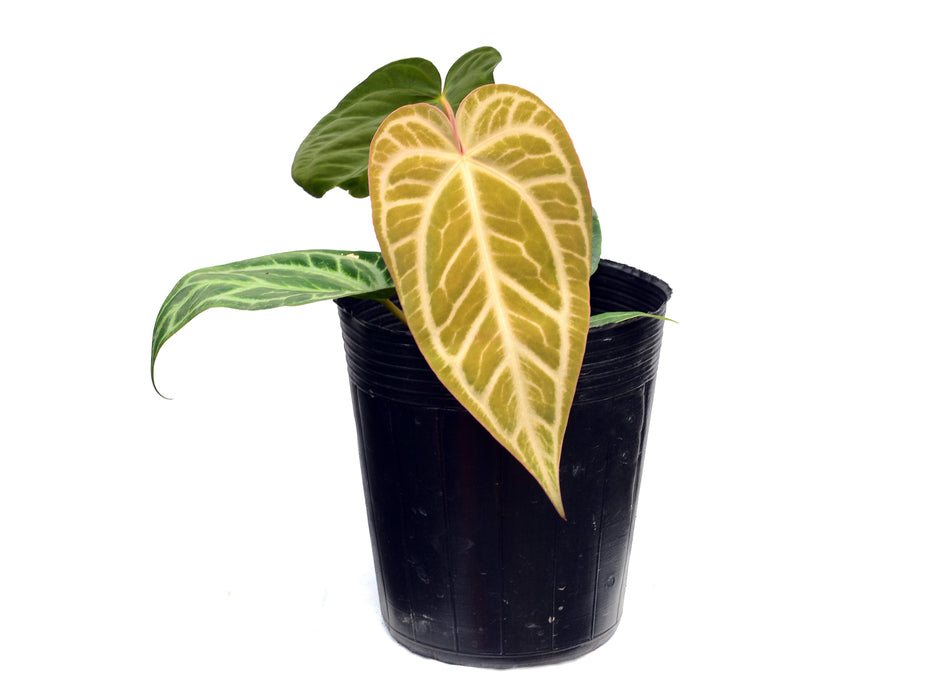 Anthurium magnificum Silver x Anthurium carlablackiae