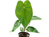 Anthurium magnificum cf