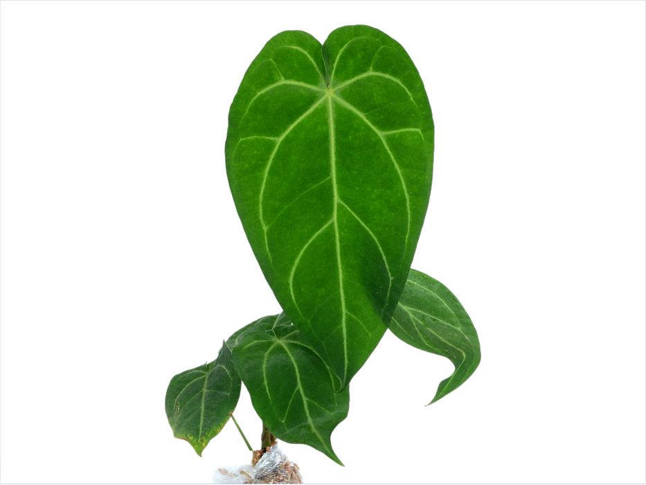 Anthurium magnificum (seedling)