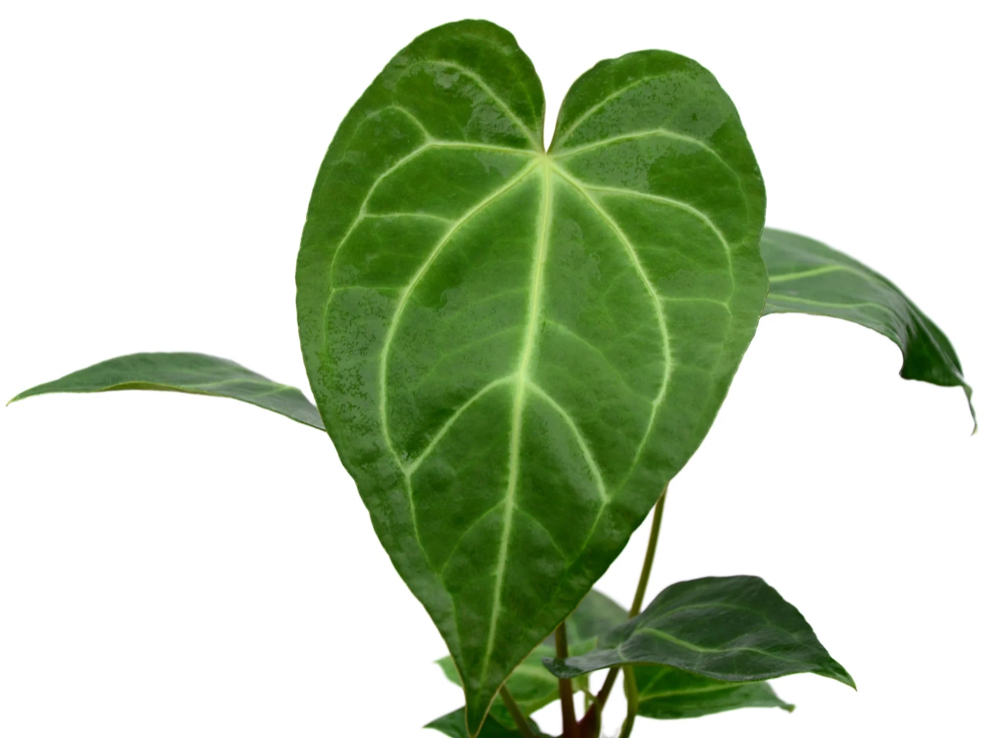 anthurium magnificum size Anthurium magnificum Seedling