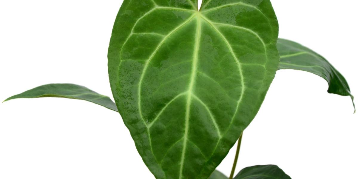 anthurium metaphysics Anthurium magnificum Seedling