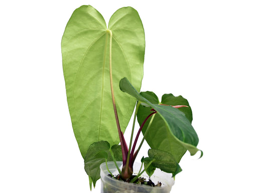 anthurium magnificum norte Anthurium magnificum verde