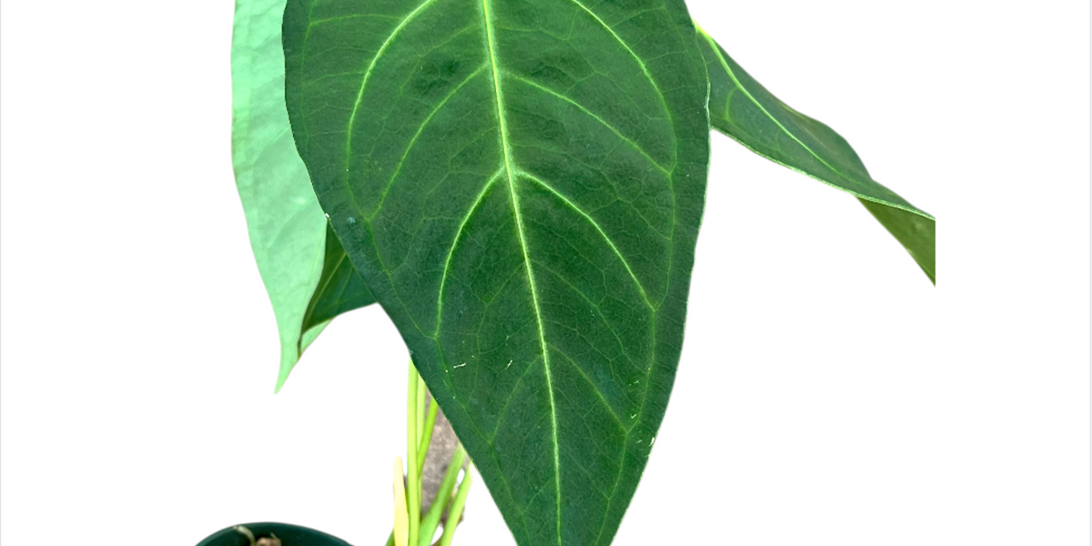 anthurium dominicense Anthurium magnificum x Anthurium waterburyanum