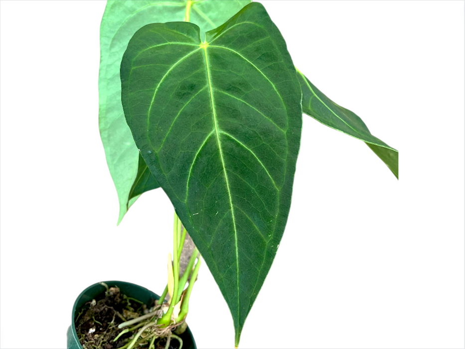 Anthurium magnificum x Anthurium waterburyanum