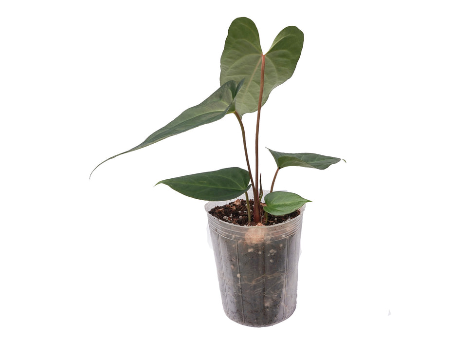 Anthurium magnificum x Anthurium pinkleyi