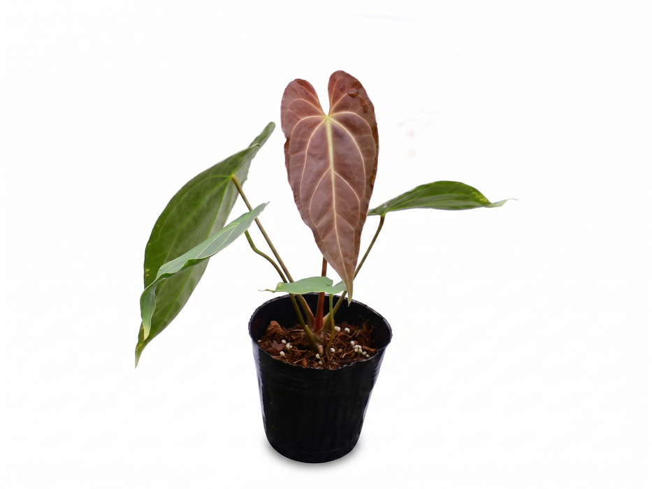 Anthurium magnificum x Anthurium Gold Rush