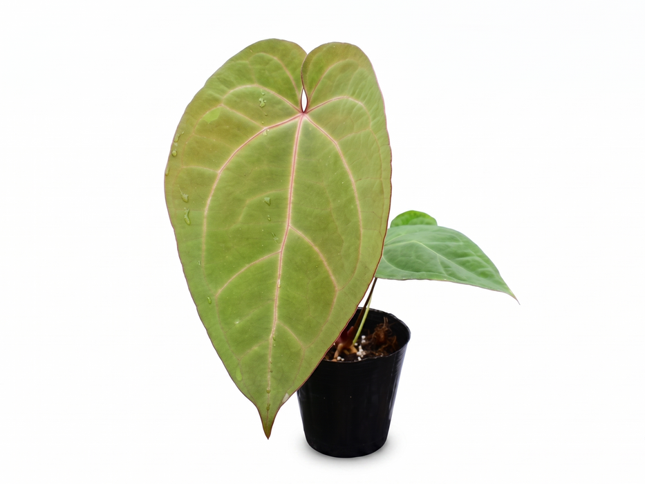Anthurium magnificum x Anthurium Gold Rush