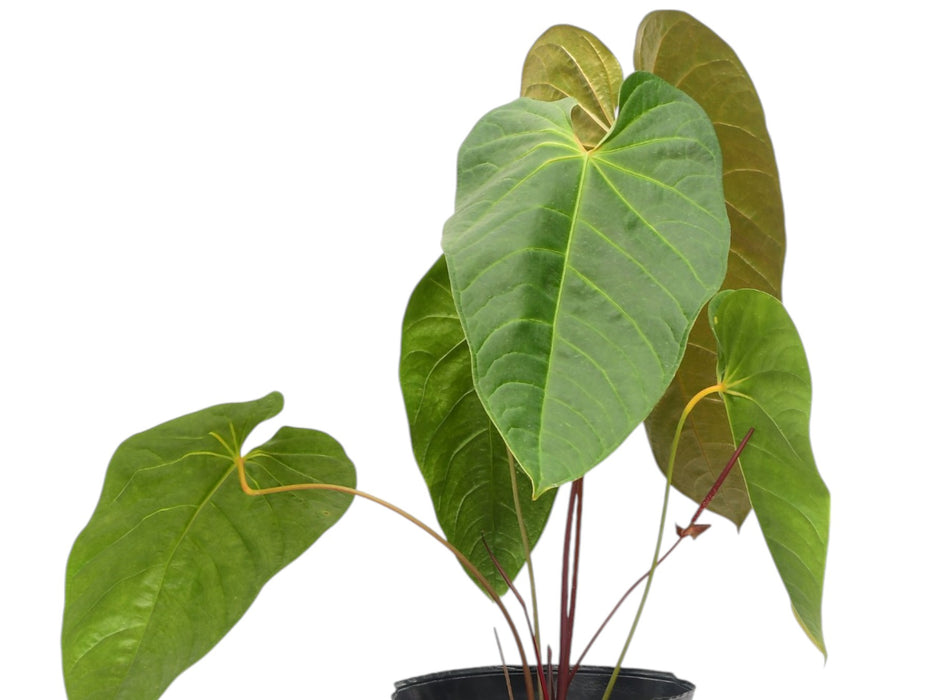 Anthurium magnificum x Anthurium delanayii