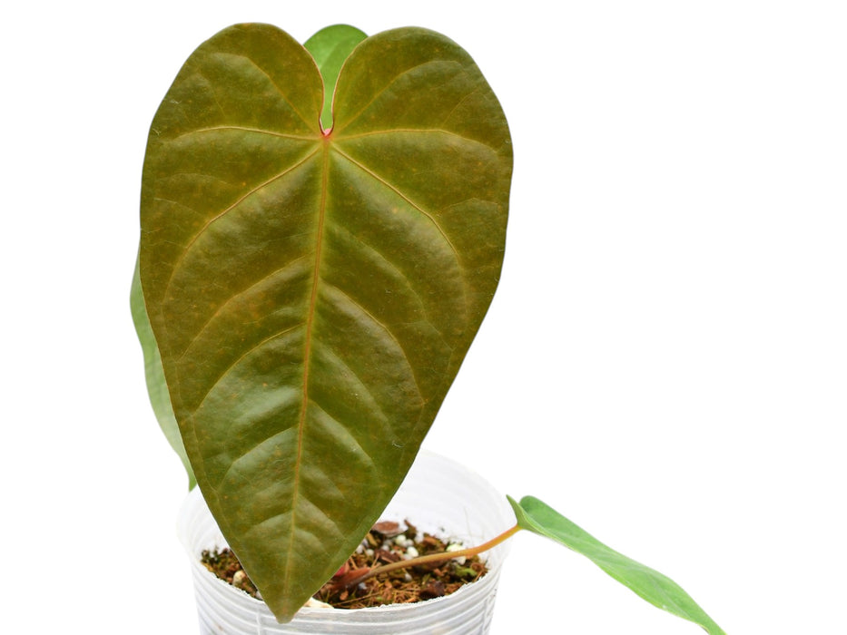 Anthurium magnificum x Anthurium delanayii