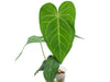 Anthurium magnificum x Anthurium pandurilaminum (seedling)