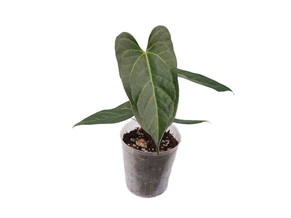 Anthurium magnificum x Anthurium pinkleyi